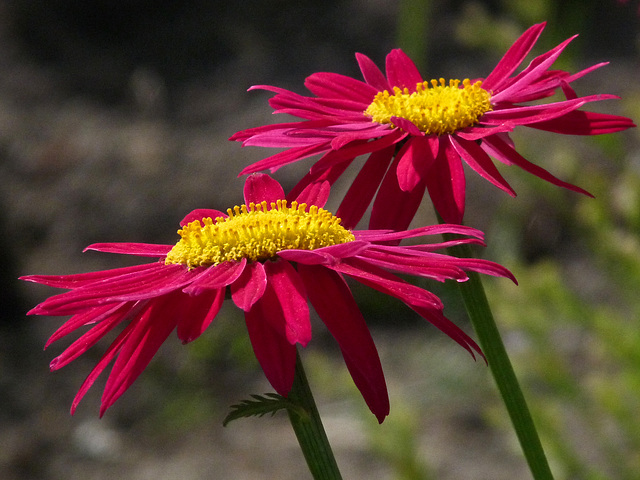 Summer colour