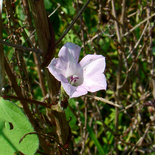 Small white morning glory