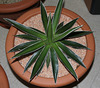 Agave filifera (2)