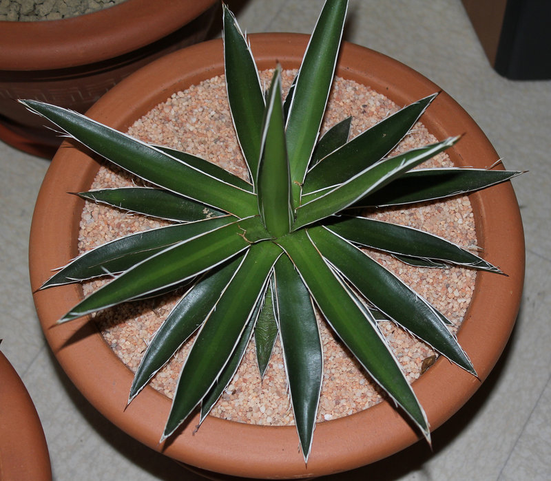 Agave filifera (2)
