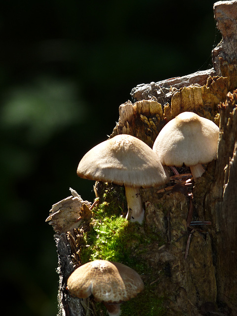 On a forest stump