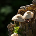 On a forest stump