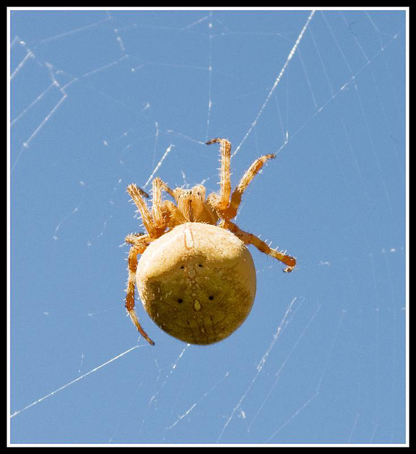 Orb Spider - Araneus Quadratus