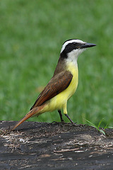 Great Kiskadee