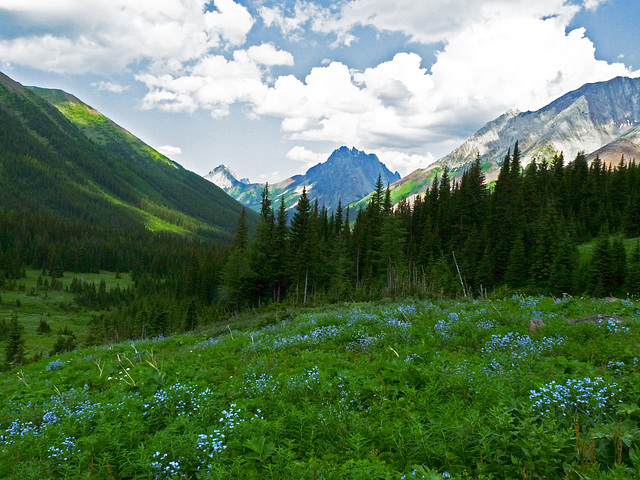 From a Forget-me-not meadow