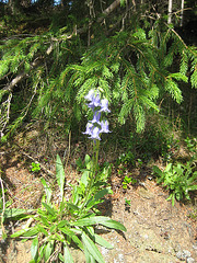 Bärtige Glockenblume [Campanula barbata]