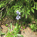 Bärtige Glockenblume [Campanula barbata]