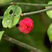 Strawberry bush seed pod