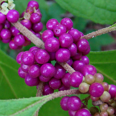 Beauty-berry