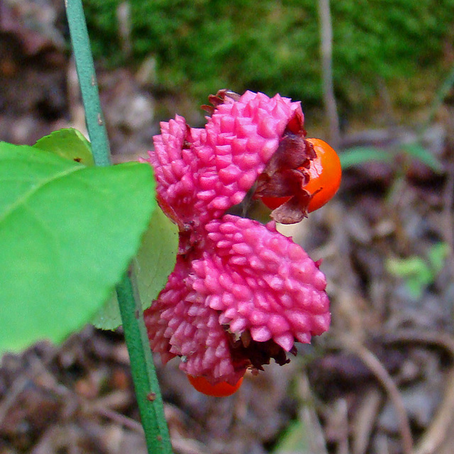 Open Heart's-a-burstin seed pod