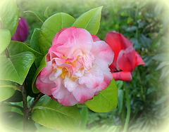 Camelia (2)