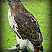 Red-tailed hawk