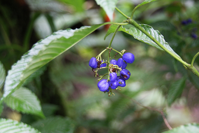 Wild berries