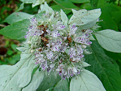 Mountain mint
