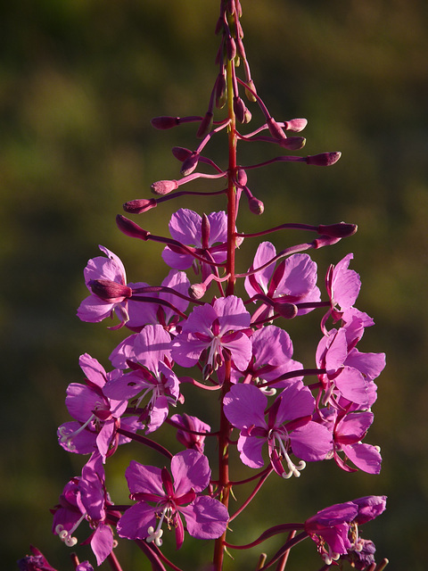 Fireweed