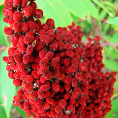 Staghorn sumac seedhead