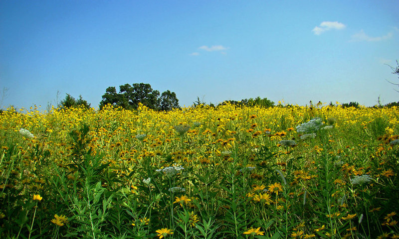 Field of yellow wildflowers