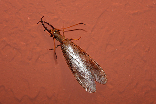 Male Dobsonfly