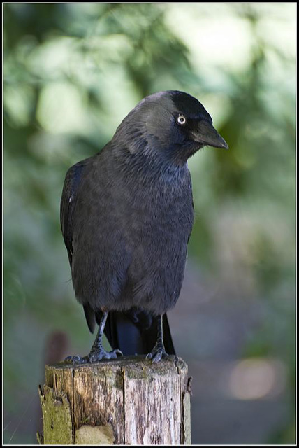 Jackdaw