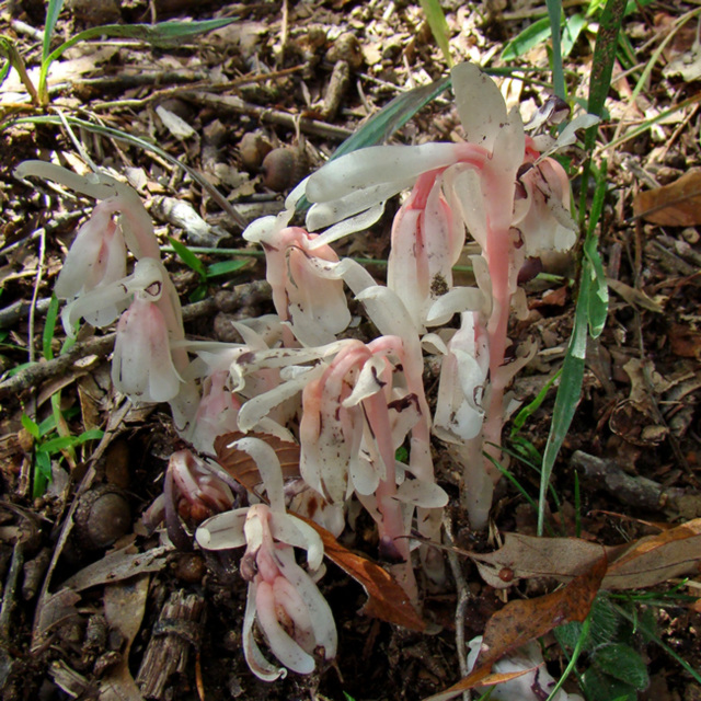 Indian pipes