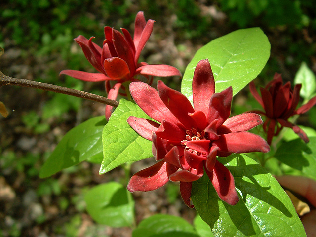 Sweet shrub