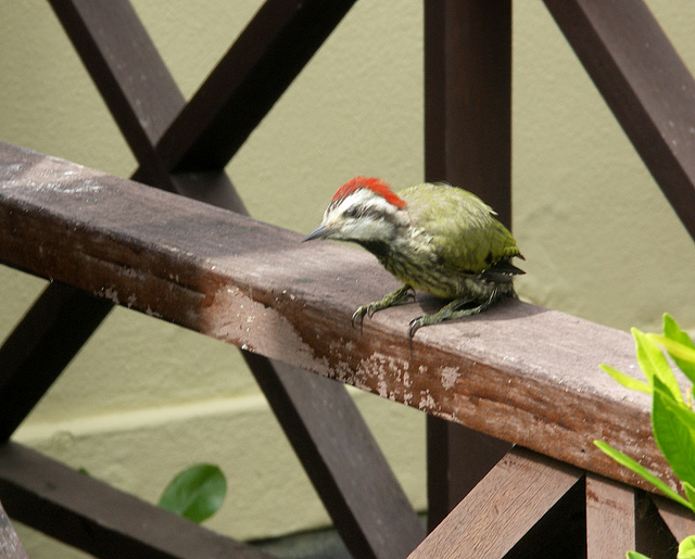 Little woodpecker