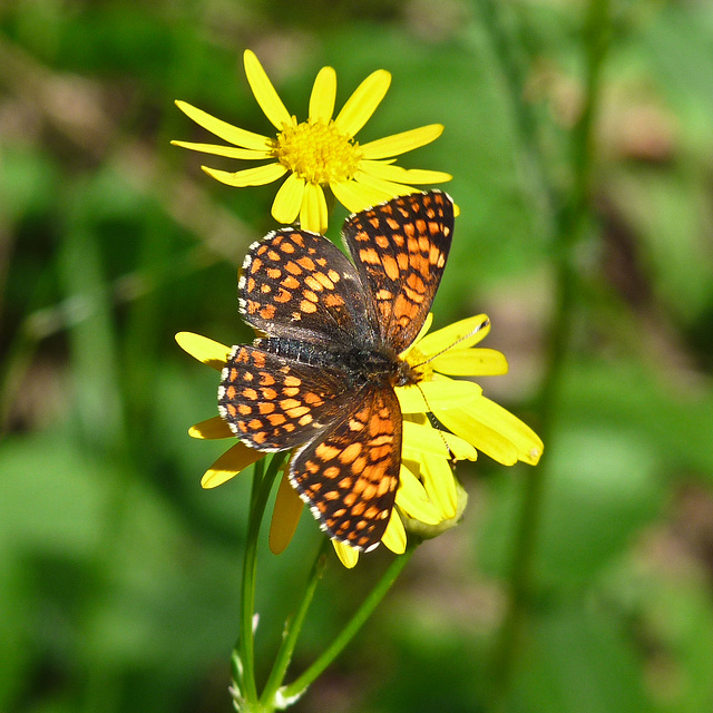 Northern Checkerspot