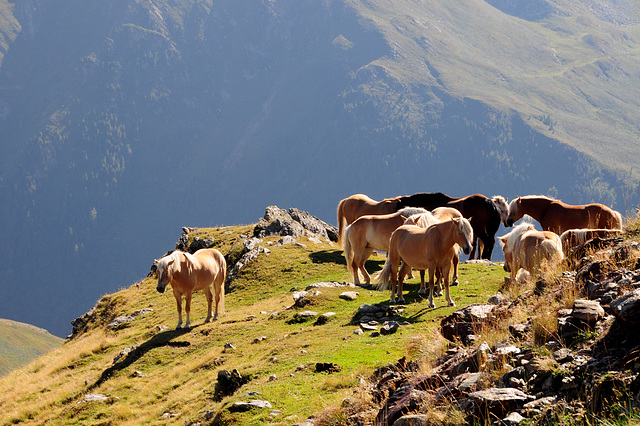 Mountain horses