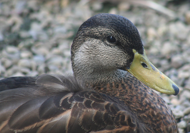 Female Mallard Closeup