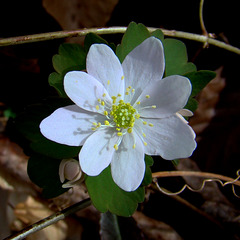 Rue anemone