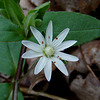 Star Chickweed