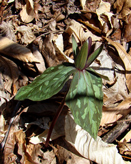 Trillium