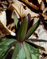 Trillium