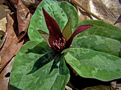 Trillium