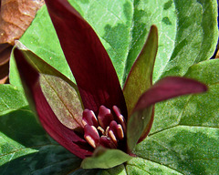 Trillium