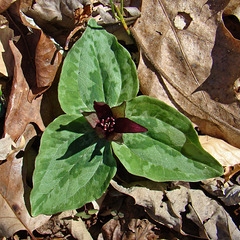 Trillium