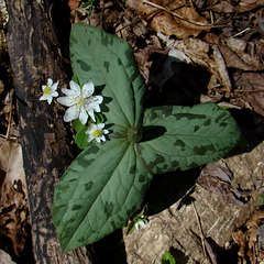 Rue anemone and trillium