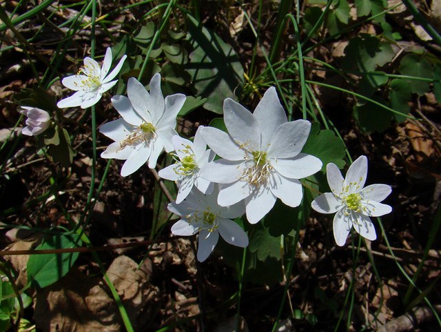 Rue anemone