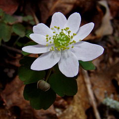 Rue anemone