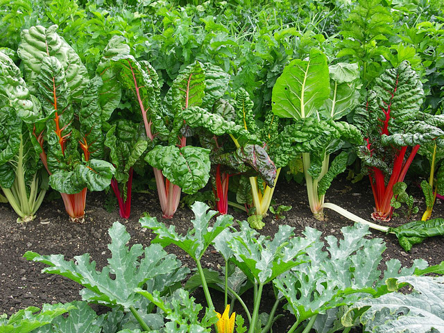 Rainbow Chard