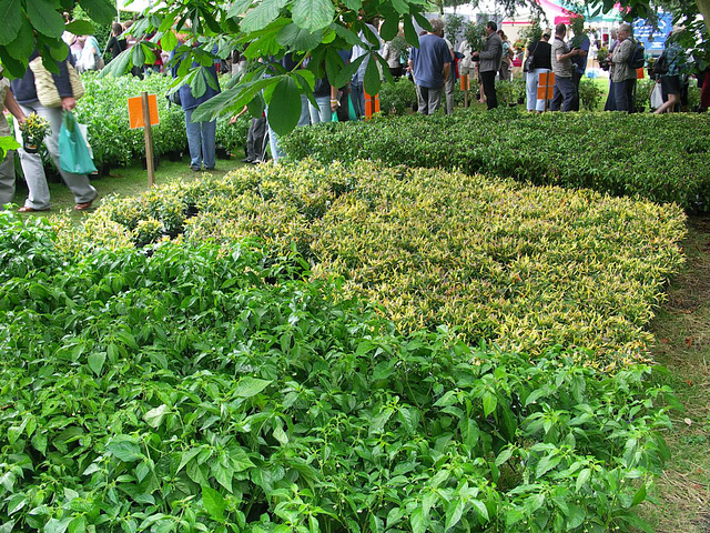 Chilli plants