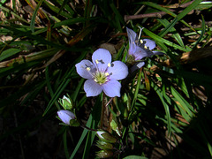 Greek valerian