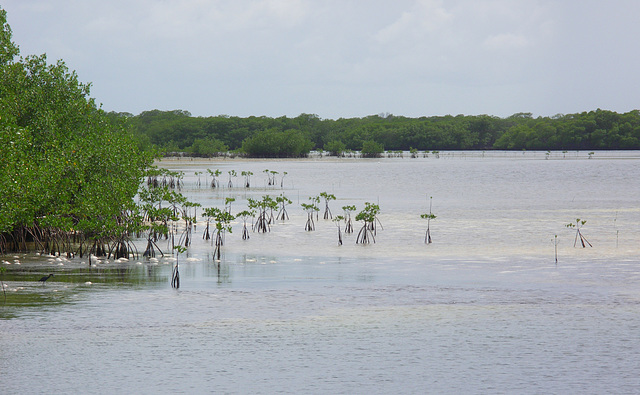 Mangroves