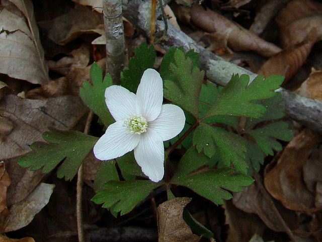 Wood anemone