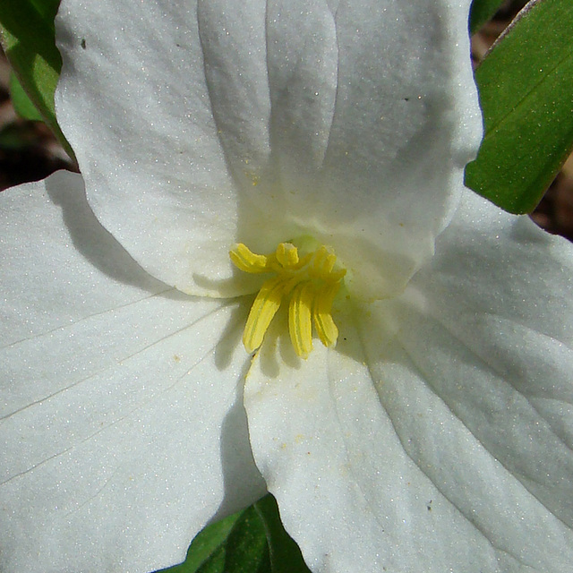 Large flowered trillium