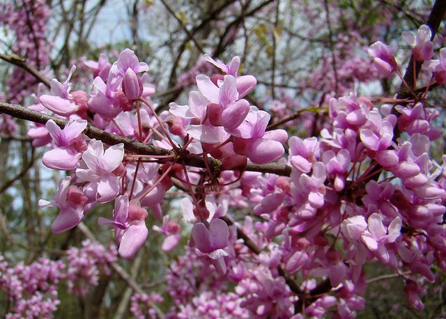 Eastern Redbud