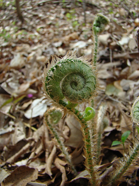 Fern unfurling