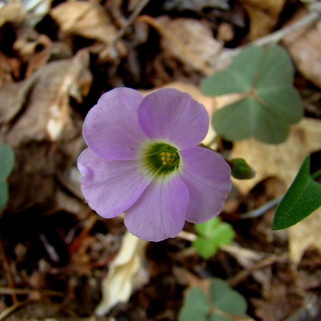 Violet wood sorrel