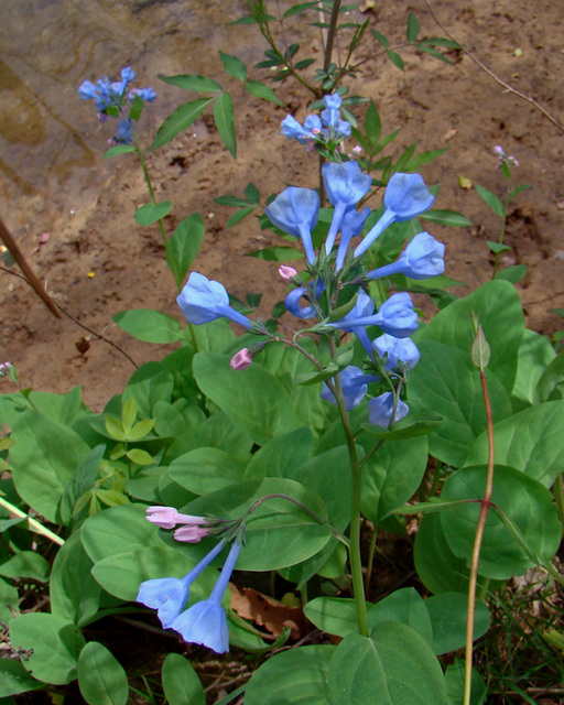 Virginia bluebells