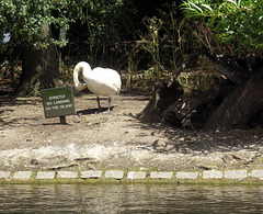 except for swans